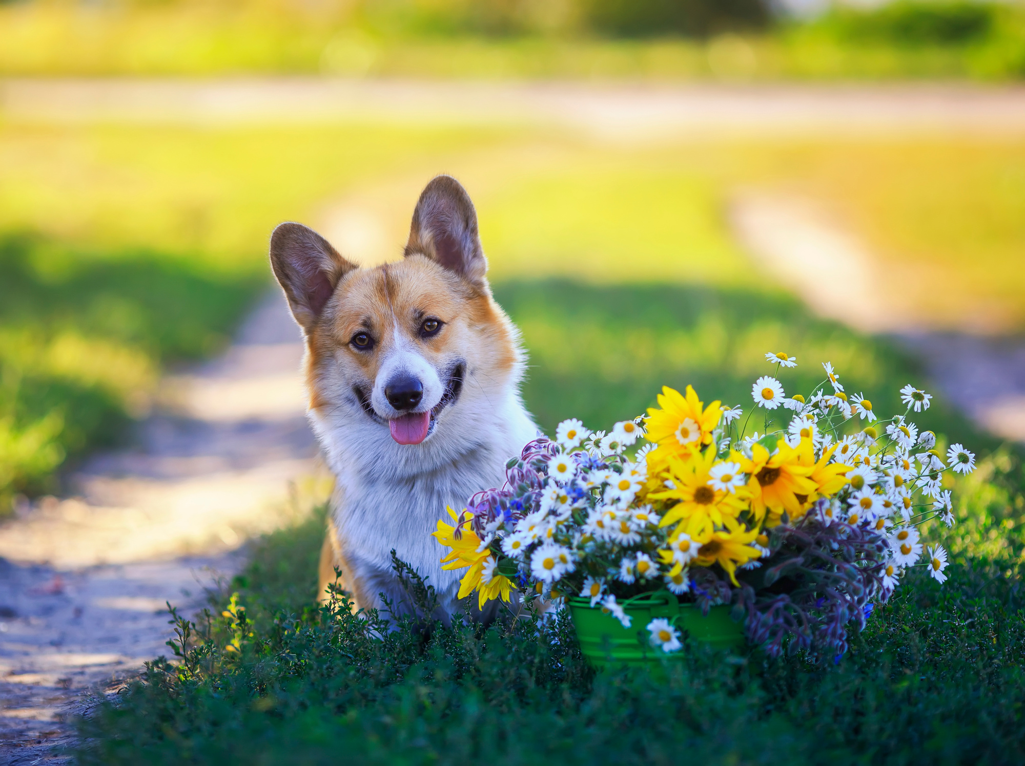 cute puppy dog red Corgi sitting in the garden next to a bouquet of field and garden flowers on a Sunny holiday